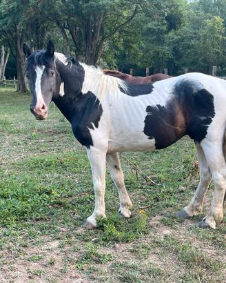 Stallone Draft Horse