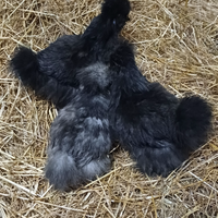 Galline silkie americana pulcinotti 35 euro