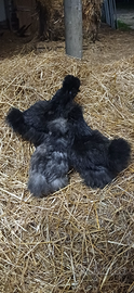Galline silkie americana pulcinotti 35 euro