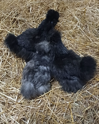 Galline silkie americana pulcinotti 35 euro