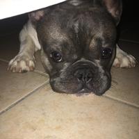 Bouledogue francese