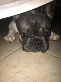Bouledogue francese