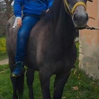 Cavalla/puledra siciliana