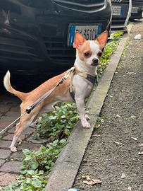 Maschio di Chihuahua disponibile per una monta