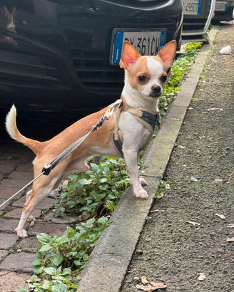 Maschio di Chihuahua disponibile per una monta