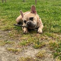 Buldog francese maschio