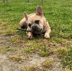 Buldog francese maschio