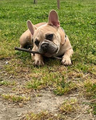 Buldog francese maschio