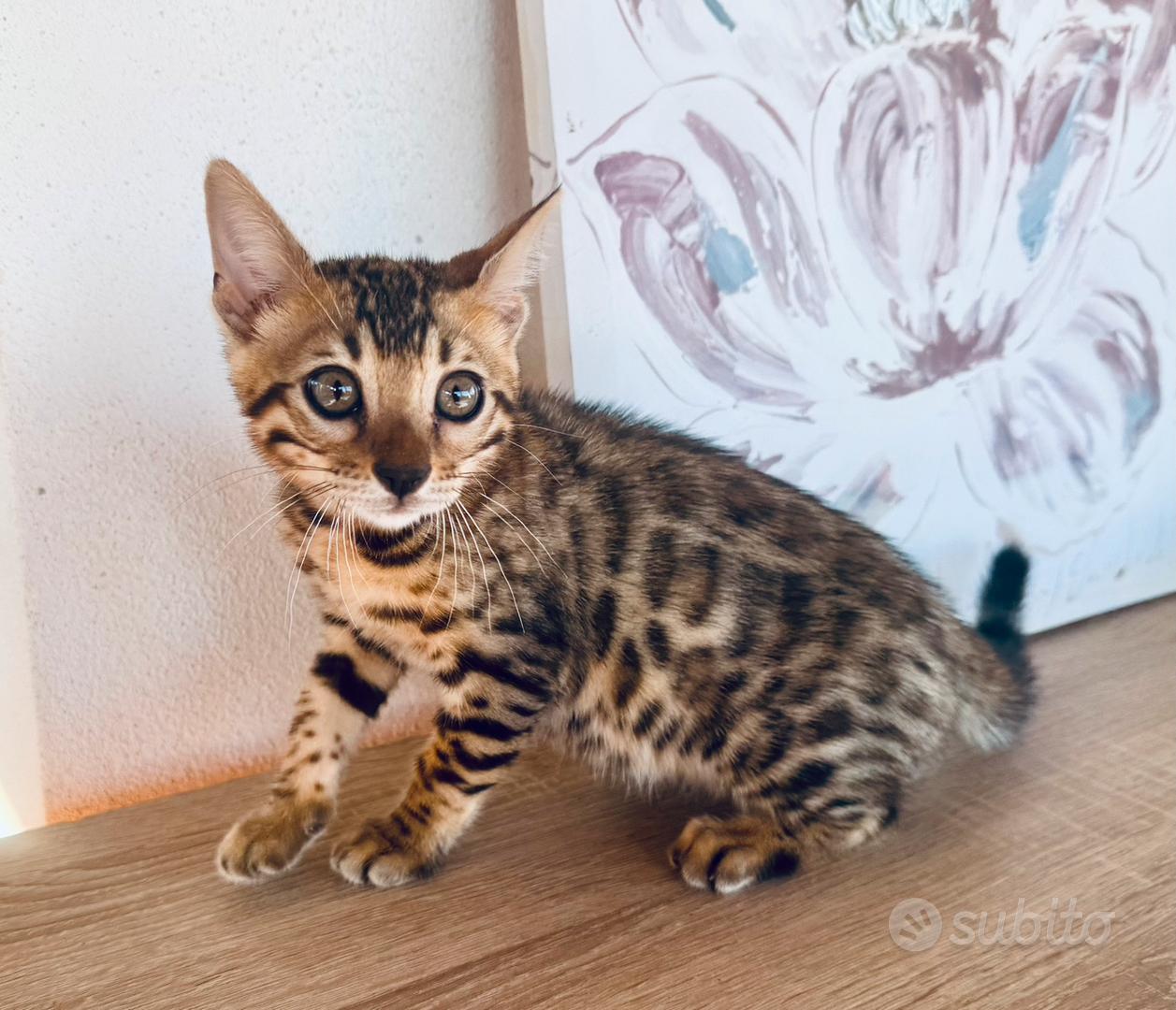Cuccioli gatto bengala con pedigree
