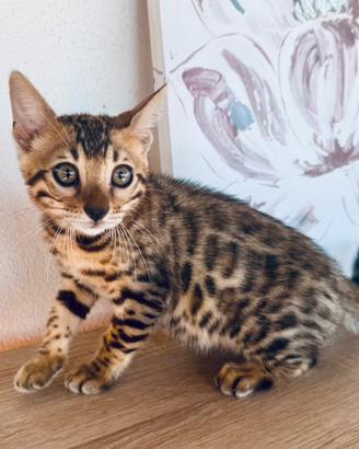Cuccioli gatto bengala con pedigree