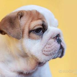 Cucciole di Bulldog Inglese