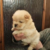 Chow Chow femmina disponibile