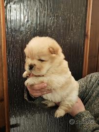 Chow Chow femmina disponibile