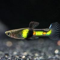 Endler campoma el tigre 2011