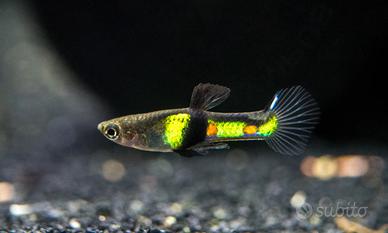 Endler campoma el tigre 2011