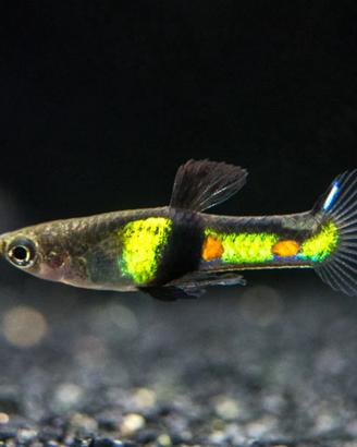 Endler campoma el tigre 2011