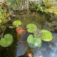 Piante acquatiche per laghetto