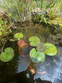 Piante acquatiche per laghetto