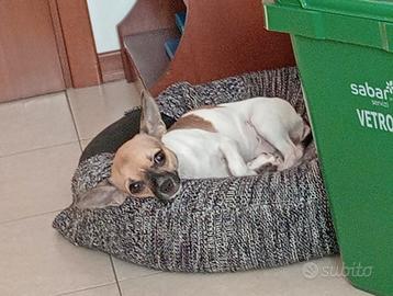 Cane taglia piccola chiwawa bianco e marrone