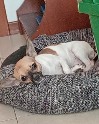 Cane taglia piccola chiwawa bianco e marrone