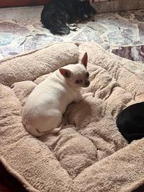 Chihuahua