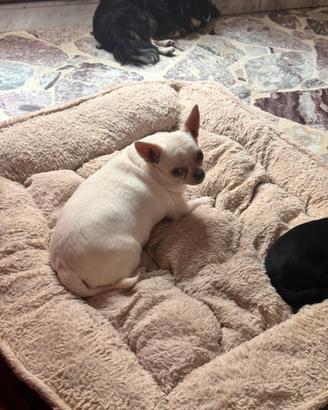 Chihuahua