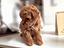 Immagine 27