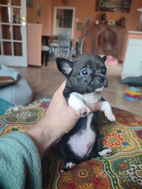 Chihuahua taglia piccola