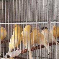 Canarini varie razze