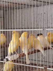 Canarini varie razze