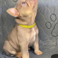 Bulldog Francese New Shade Isabella tan femmine