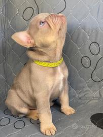 Bulldog Francese New Shade Isabella tan femmine
