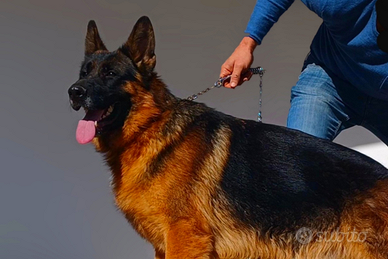 Pastore Tedesco pedigree