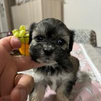 Cuccioli shipoo