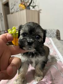 Cuccioli shipoo