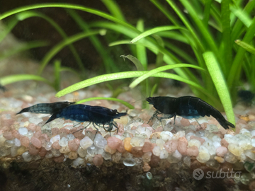 Neo cardine blu dreams