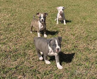 Cuccioli amstaff