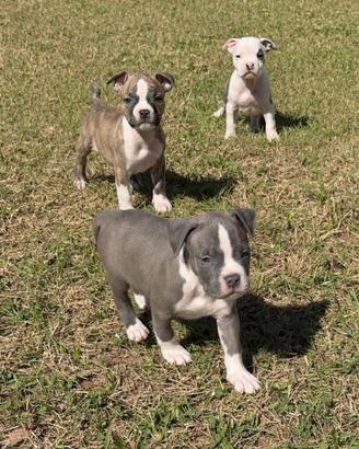 Cuccioli amstaff