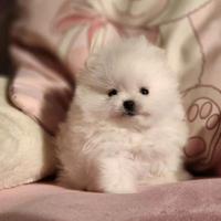 Spitz mini Toy femmina