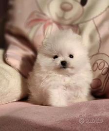 Spitz mini Toy femmina