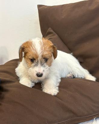 Cuccioli Jack Russel