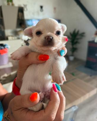 Chihuahua maschietto pelo lungo PEDIGREE ENCI