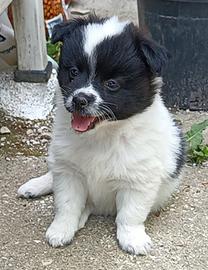 Cuccioli meticci 2 mesi
