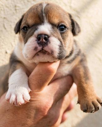 Bulldog inglese Allevamento Enci