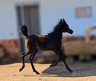 Puledro Arabo Purosangue