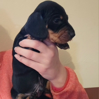 Cucciolo bassotto nero