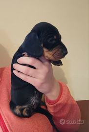 Cucciolo bassotto nero