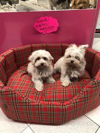 Maltesi cuccioli con pedigree