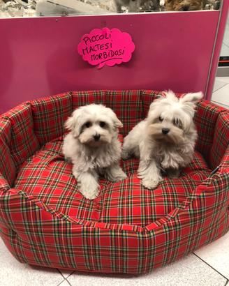 Maltesi cuccioli con pedigree