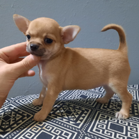 Meravigliosa chihuahua femmina PEDIGREE enci